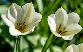 Two white tulips close-up on a flower bed