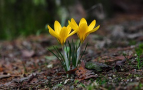 Two yellow crocus flowers on cold ground