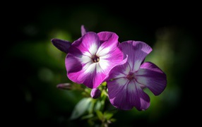 Violet Phlox Flowers Closeup
