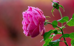 Мокрая розовая роза с бутоном крупным планом 