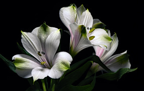 White alstroemeria flowers with green leaves on a black background.