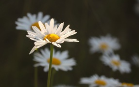 Белые ромашки в лучах солнца на поле