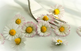 White daisies with yellow centers on a table with a fork