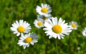 Белые нежные цветы ромашки в лучах солнца 