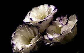Белые цветы эустома с фиолетовыми концами на лепестках на черном фоне