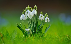 White flowers of snowdrops with green leaves in the grass.