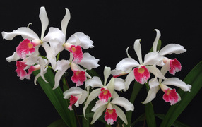 White orchids with a pink center on a black background