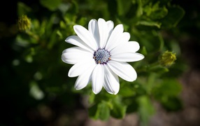 White osteospermum flower in the sun