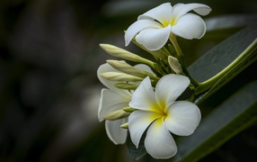 White plumeria flowers with buds on a branch