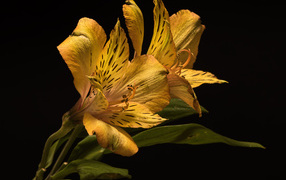 Желтый цветок альстромерии на черном фоне