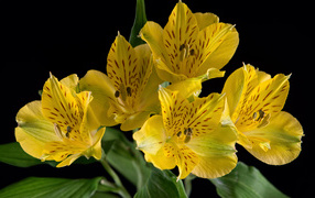 Желтые цветы альстромерии на черном фоне