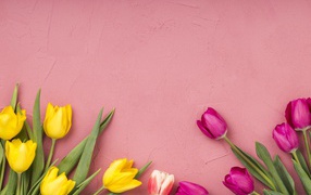 Yellow and lilac tulips on a pink background