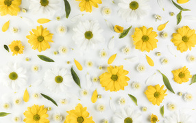 Желтые и белые хризантемы на белом фоне