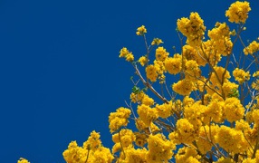 Желтые цветы на ветках дерева под голубым небом 