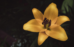 Желтая лилия крупным планом на клумбе 