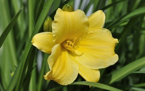 Yellow lily flower with buds in green leaves