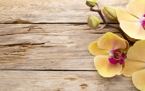 Yellow orchid with buds on a wooden table