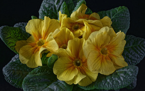 Желтый цветок примула с большими зелеными листьями 