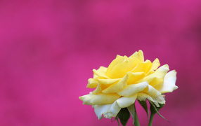 Yellow rose flower on pink background