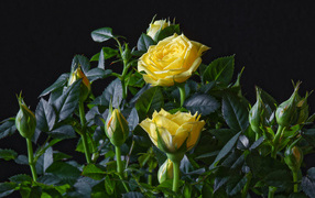 Yellow roses with buds in green leaves on a black background