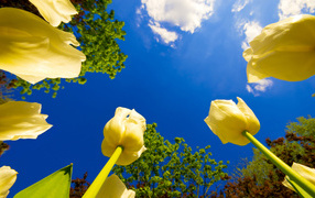 Yellow tulips under a clear blue sky