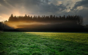 Fog over a green meadow near a coniferous forest in the morning
