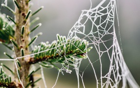 Покрытая инеем паутина на зеленой ветке ели