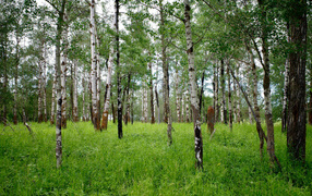 Slender white birches with green grass