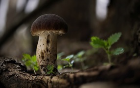 A small white mushroom grows on a dry tree