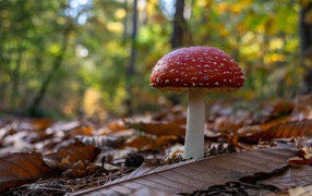 Amanita muscaria grows in the forest on dry leaves