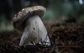 Big white mushroom on the ground in a coniferous forest