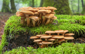 Forest mushrooms on moss-covered ground