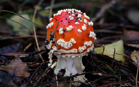 Little fly agaric in the forest