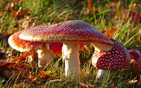 Many red fly agarics on the grass in the sun