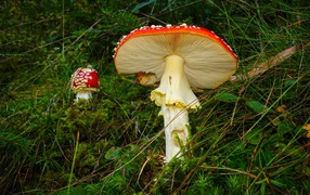 Red fly agaric in green wet grass