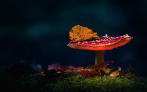 Red fly agaric with autumn leaf