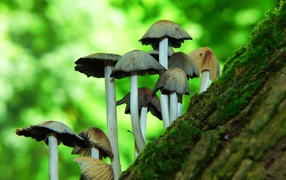 Toadstool mushrooms grow on a tree