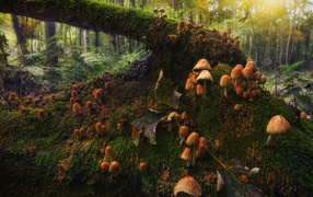 Toadstool mushrooms grow on a tree covered with moss