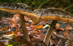 Two large mushrooms on the ground with fallen leaves