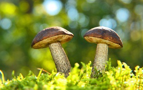 Two mushrooms grow on green moss