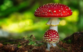 Two red bright amanita grow on the ground in the forest