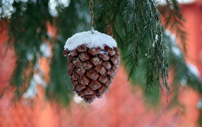 A pine cone on a chain hangs on a thuja branch
