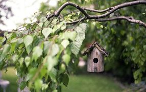 Birdhouse on a birch tree branch