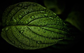 Green leaf in drops of water close up