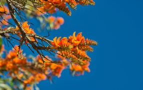 Orange flowers on a tree branch against a blue sky