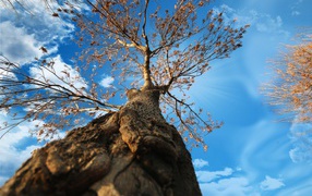 Вид с земли на крону старого дерева под голубым небом