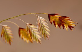 Young spikelet on brown background