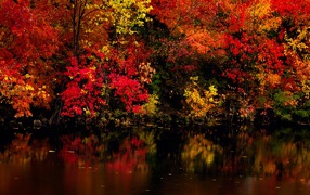 Красивые осенние деревья отражаются в воде