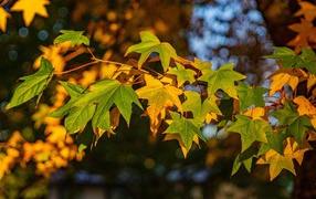 Яркие  листья в лучах солнца осенью 