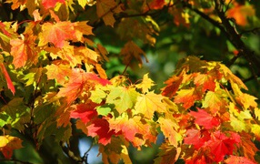 Яркие оранжевые кленовые листья в лучах солнца осенью 